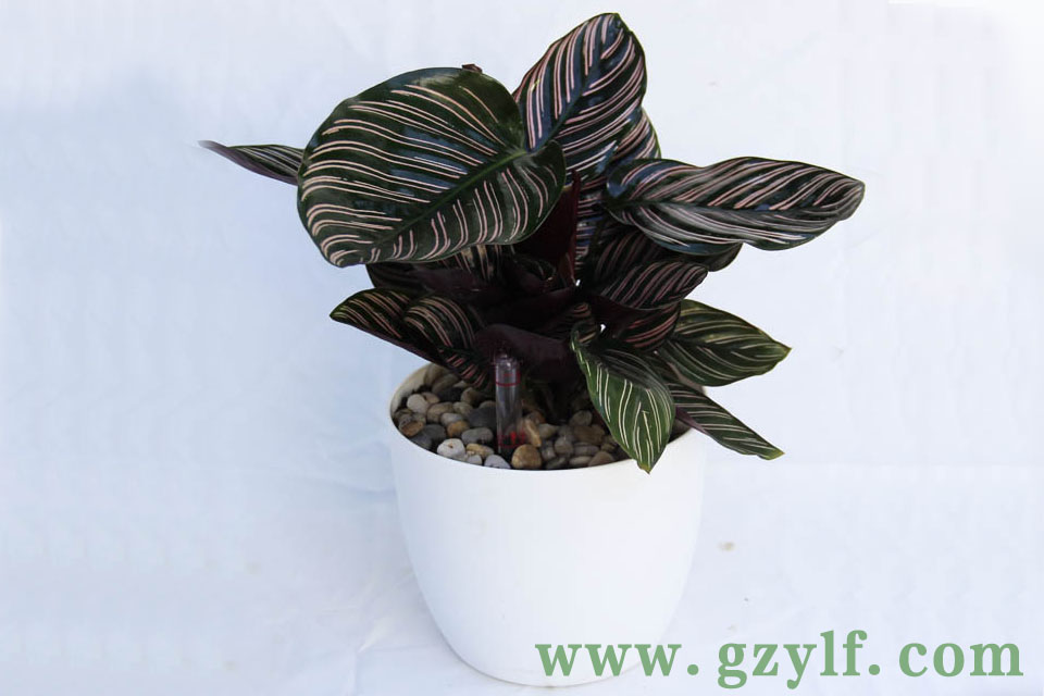 ˫������