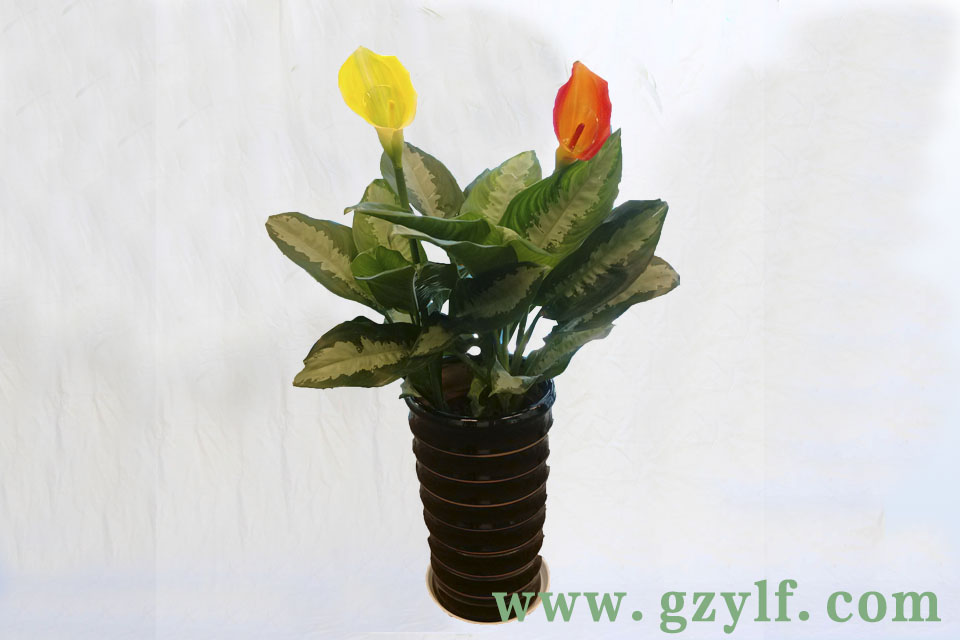 �����ʺ�